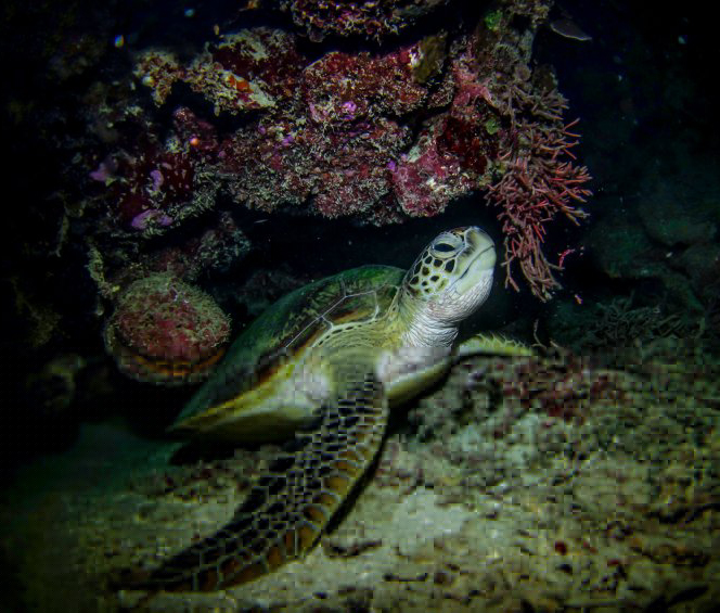 Learn to dive at night with Southampton Scuba Diving diving at night